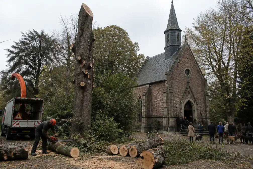 Afgestorven lindeboom naast Sint-Hubertuskapel in Tervuren geveld voor dierenwijding
