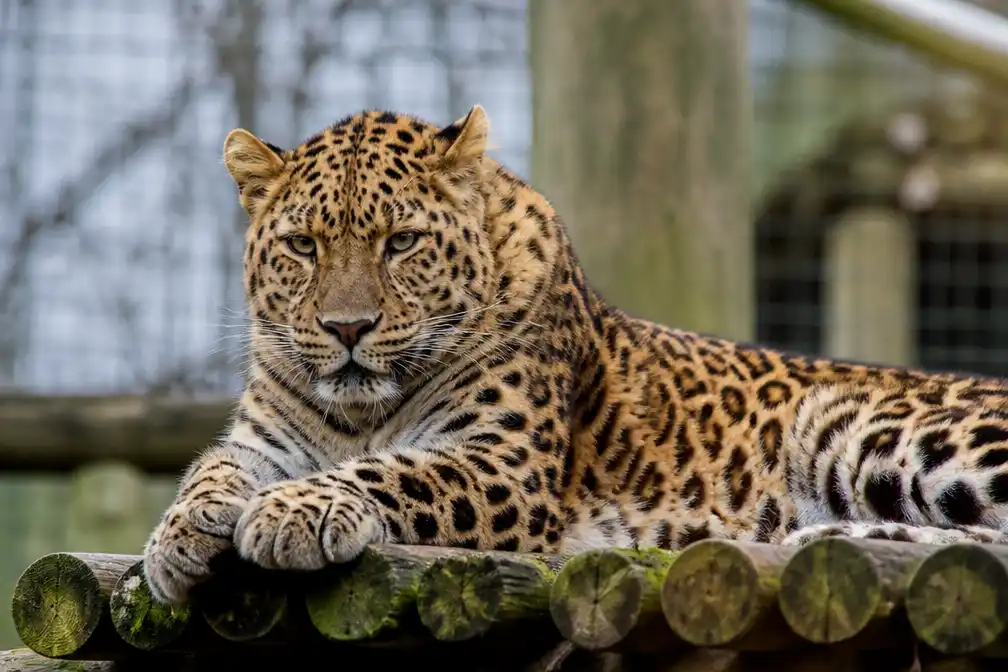 Verzorgster Beekse Bergen geopereerd na aanval Perzische panter, toestand zorgelijk