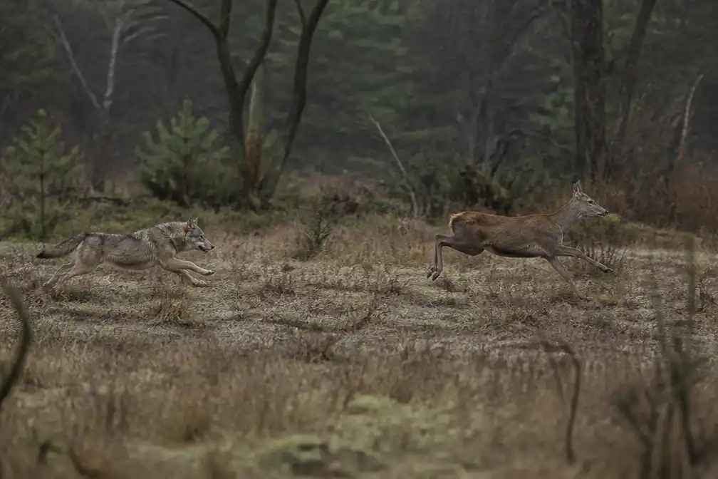 Wolf doodt hert op Zuid-Veluwe, vastgelegd op camera's van Natuurmonumenten