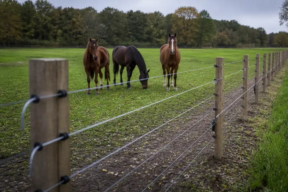 Meer dan 20 kilometer wolfwerend hekwerk in Soest om paarden te beschermen