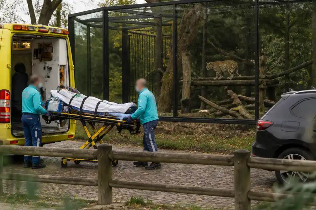 Toestand dierenverzorgster Beekse Bergen verslechtert na aanval Perzische panter
