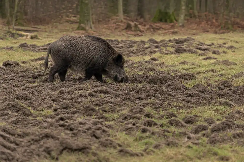 Slechts één van 294 schadedossiers over everzwijnen in Vlaanderen vergoed in 11 jaar