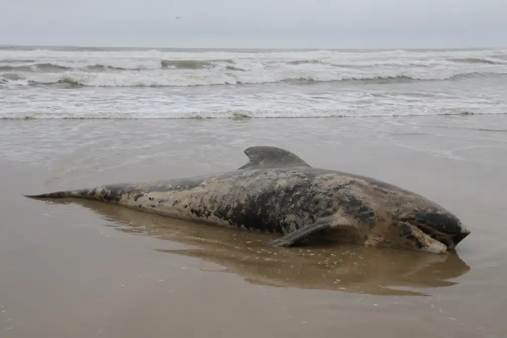 Dode griend spoelt aan bij Egmond in uitzonderlijk strandingsjaar