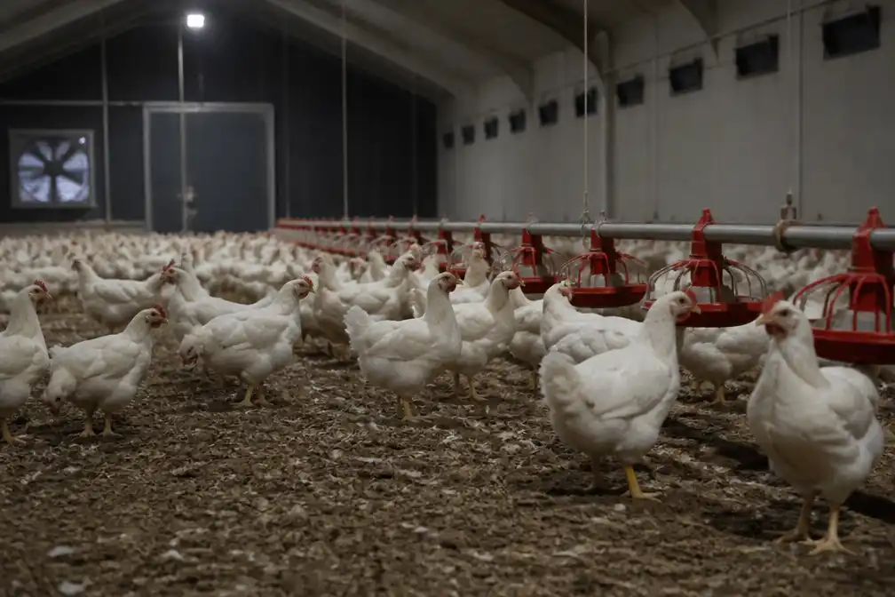 Nederland voert per direct landelijke ophokplicht in na drie uitbraken van vogelgriep