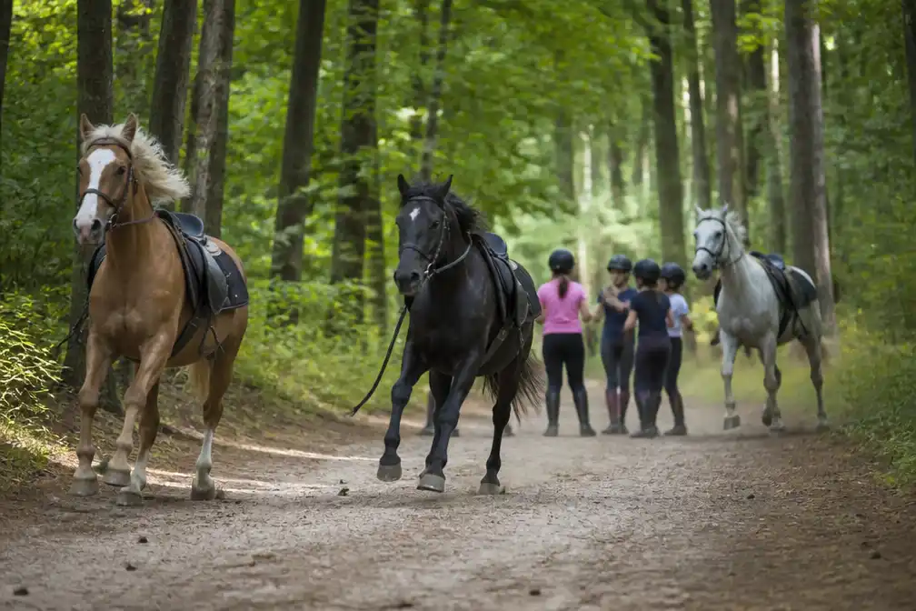 Paarden slaan op hol tijdens boswandeling in Peer, ongeveer twaalf kinderen gewond