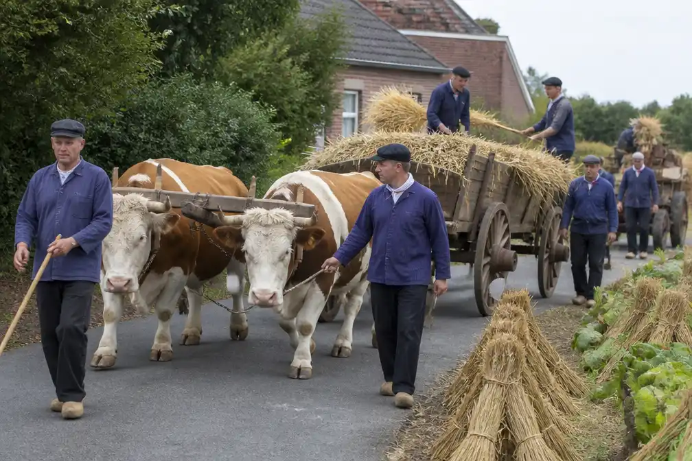66e Oogststoet in Massemen met meer dan 400 vrijwilligers